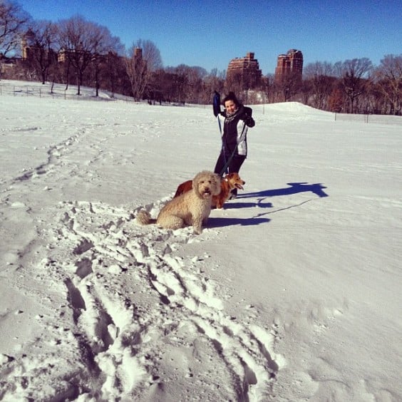 new york sous la neige new york sous la neige